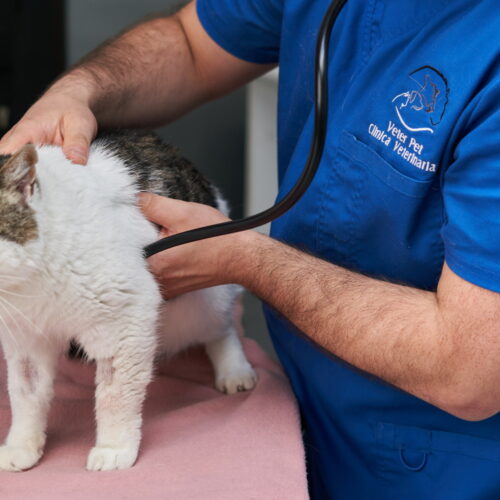 Profesional veterinario especialista en felinos utilizando estetoscopio para revisar mascota