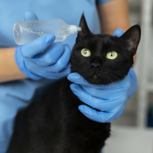 Gato siendo atendido con revisión de oídos durante examen veterinario en clínica