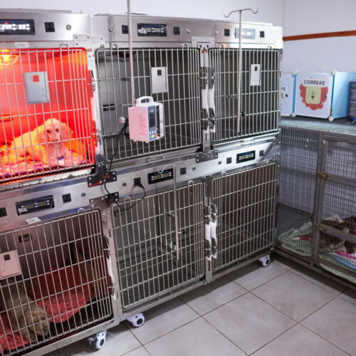 Cómodos caniles para pacientes de diferentes tamaños en sección de hospitalización canina