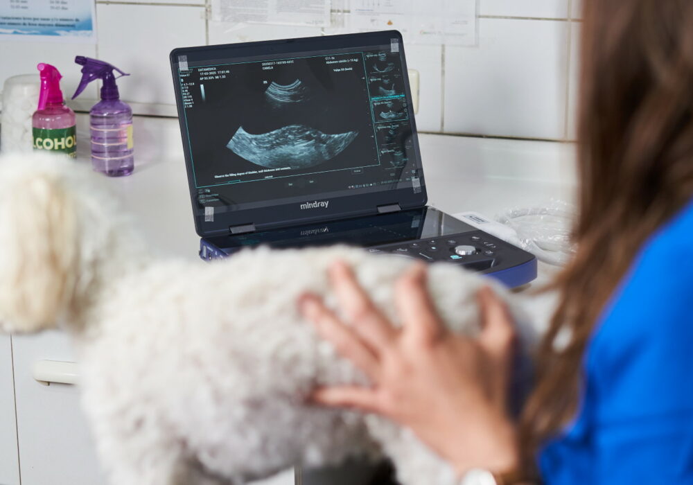 Profesional veterinaria realizando ecografía abdominal a perro de raza pequeña