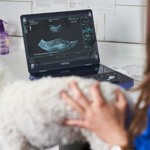 Profesional veterinaria realizando ecografía abdominal a perro de raza pequeña