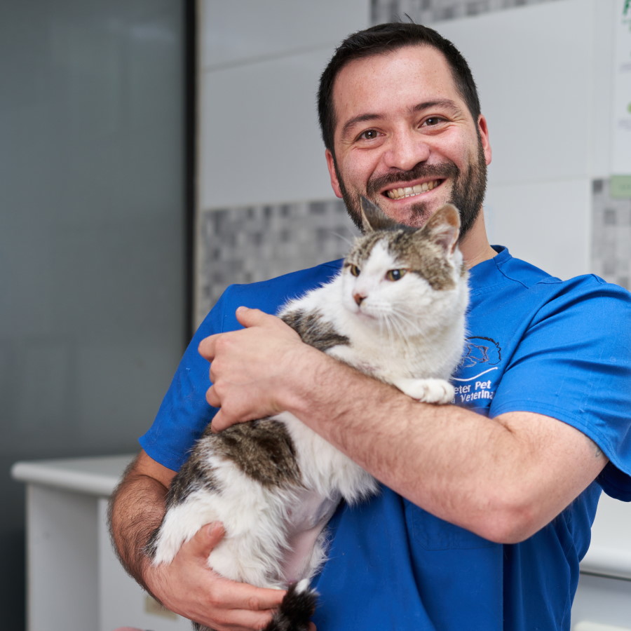 Profesional veterinario con paciente gatuno