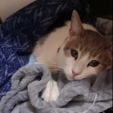 Testimonio de Garbanzo