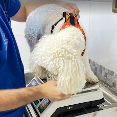 Testimonio de poodle