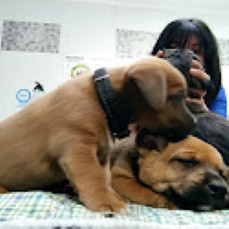 Testimonio de cachorros