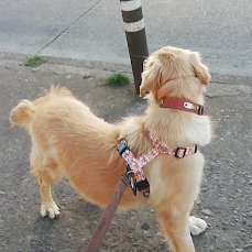 Testimonio de golden