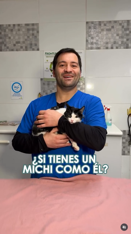 DrLuis_datos_1 Doctor Luis y consejos para michis