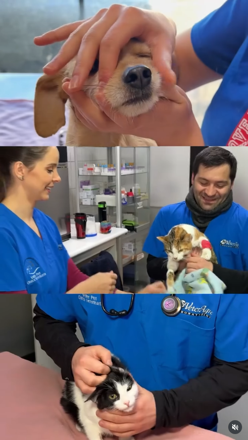 DrLuis_datos_3 Atención de calidad para tus mascotas