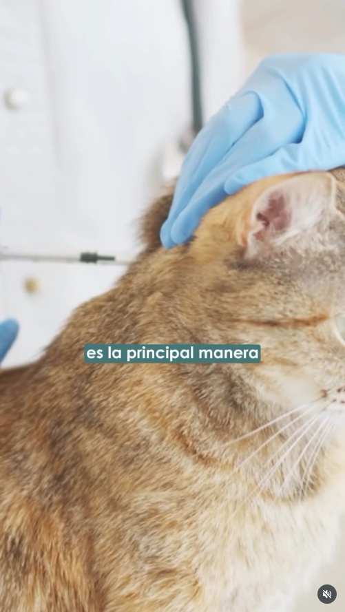 DraVale_datos_3 Principales formas de cuidar a tu mascota