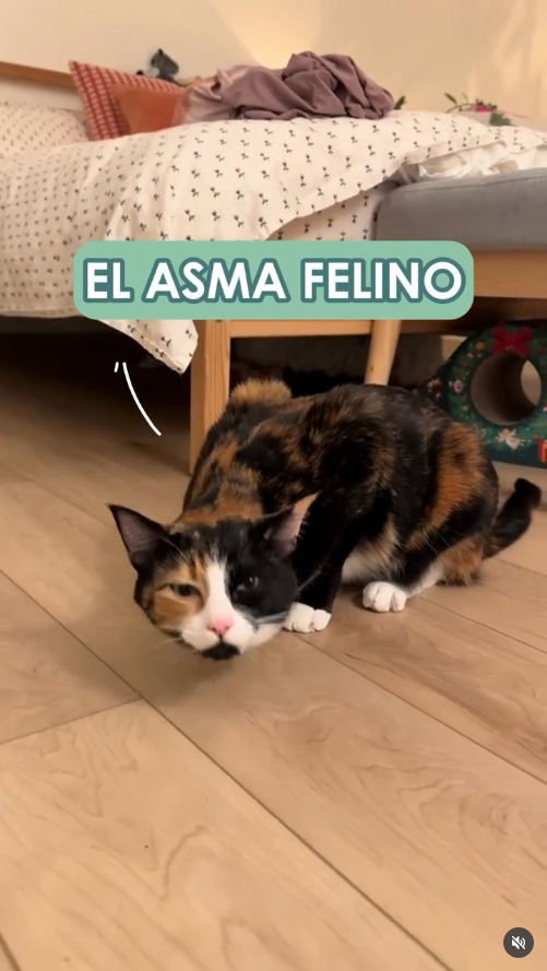 DraVale_datos_4 Conociendo el asma felino