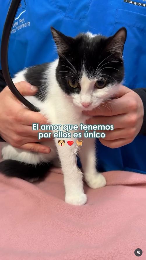 DraVale_datos_5 El amor por tu mascota es único